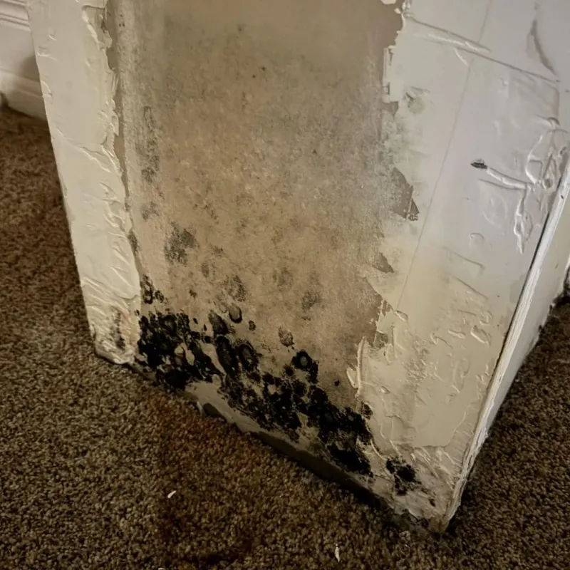 Professional Mold Removal in Sedgwick County, KS